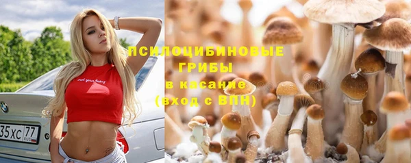 прущие грибы Белокуриха